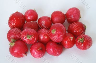 Fresh Radishes Fresh Radishes