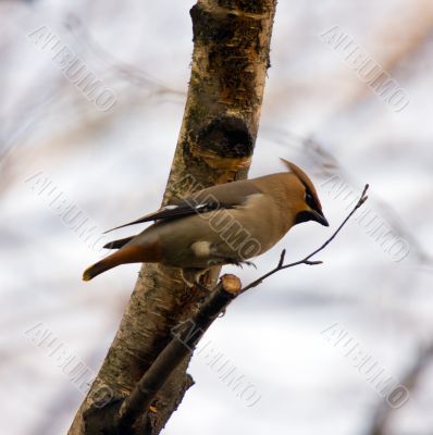 waxwing( Ampelis garrulus )