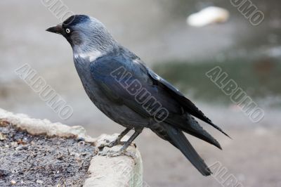 Portrait of a jackdaw