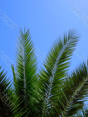 Palm