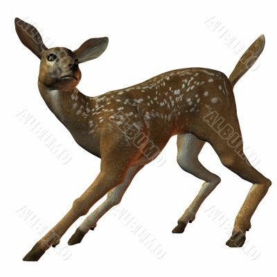 Fawn 3D