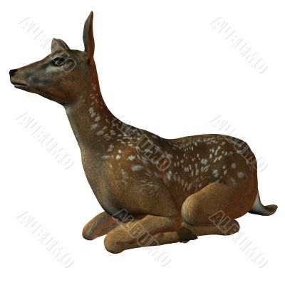 Fawn 3D