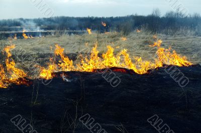 ash, flame and grass