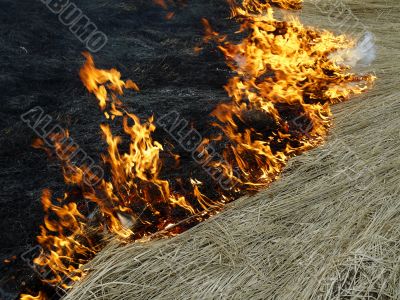 flame and dry grass