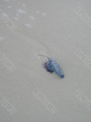 blue jellyfish