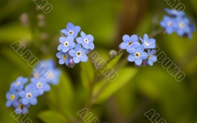 Forget me not Forget me not