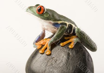 Red eyed tree frog