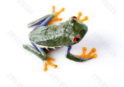 Red eyed tree frog