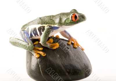 Red eyed tree frog