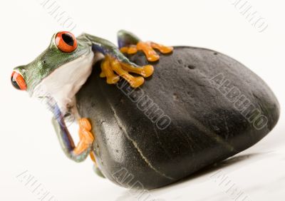 Animal Animal