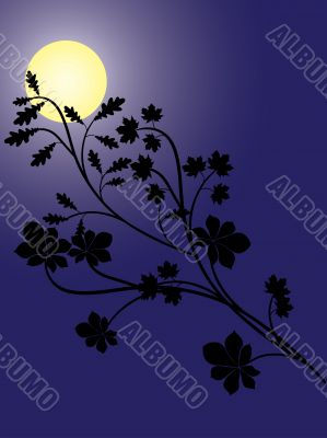 Night Night
