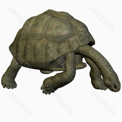 Galapagos Tortoise