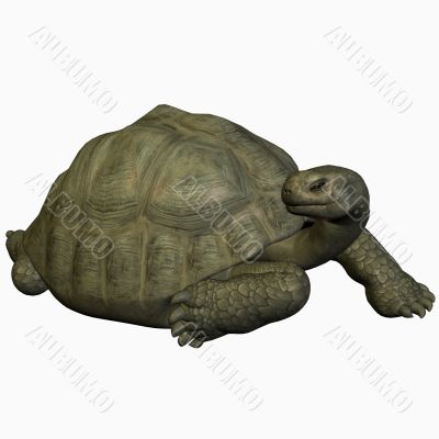 Galapagos Tortoise
