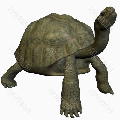 Galapagos Tortoise