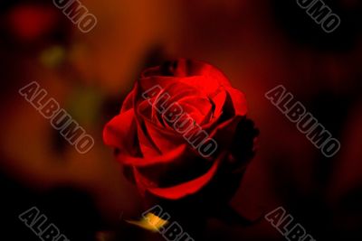 Red Rosa Red Rosa