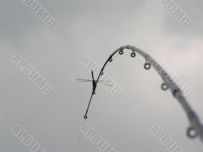 The dragonfly sitting on thefishing-rod