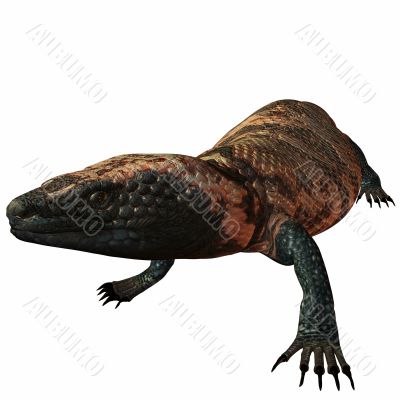 Gila Monster-Heloderma suspectum