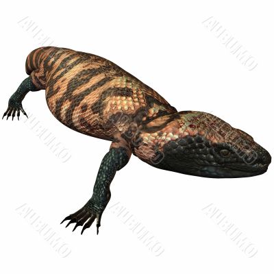 Gila Monster-Heloderma suspectum