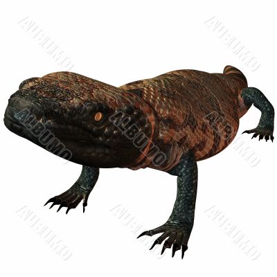 Gila Monster-Heloderma suspectum