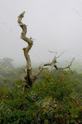 Dead tree in mountain Dead tree in mountain