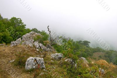 Hi-land flora in the fog Hi-land flora in the fog