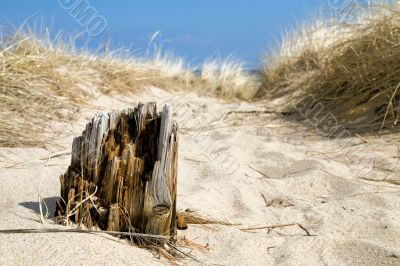Timber in Sand