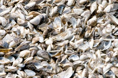 Lake Michigan Shells