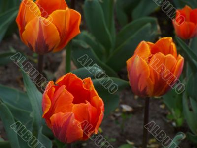 Orange flowers