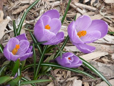 Purple Crocus