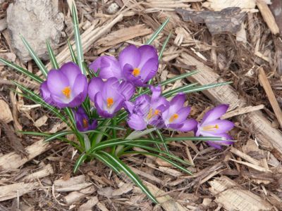 Purple Crocus Purple Crocus