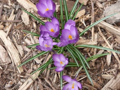 Purple Crocus Purple Crocus