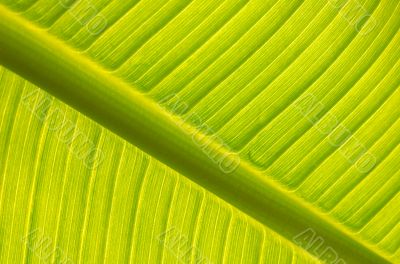 Banana tree leaf backlight