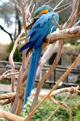 Blue And Gold Macaw 4808