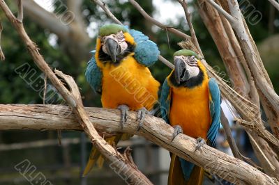 Blue And Gold Macaw 4816