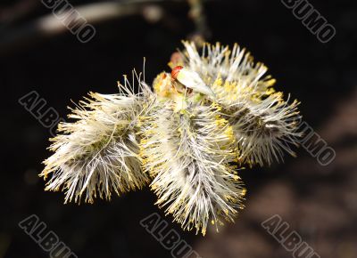 Willow in spring Willow in spring