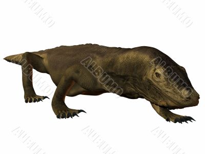 Komodo Dragon