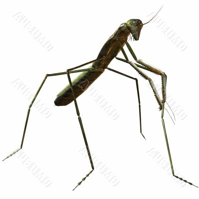 Mantis 3D