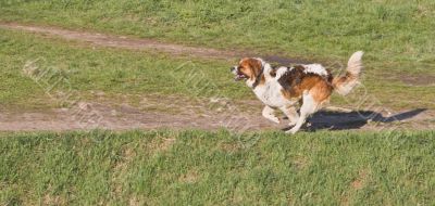 St. Bernard running St. Bernard running