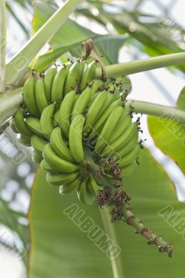 Bananas in tree Bananas in tree