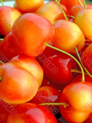 Double color cherries