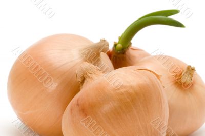 bulb onion close up