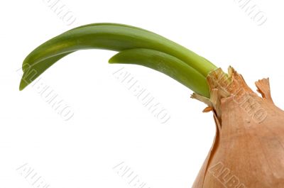 bulb onion macro