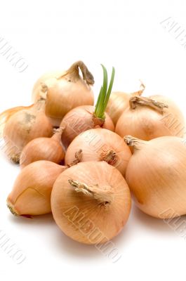bulb onion
