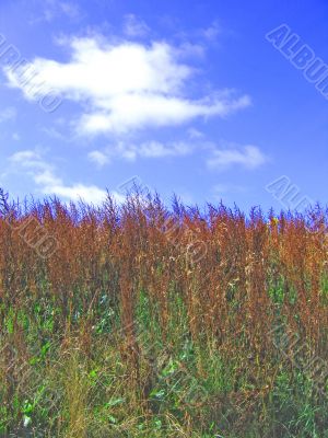 Whispering Grass