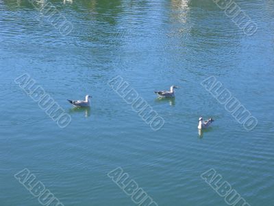 Water Fowl