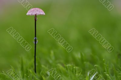 little mushroom with bead