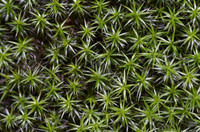 moss - plant moss - plant