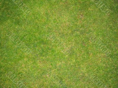 Green Grass Football Pitch Texture in England