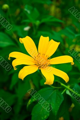 Amazing Yellow Flower
