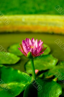 Waterlily Getting Blossom
